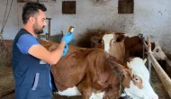 Amasya’da Şap Aşısı Uygulamaları Aralıksız Devam Ediyor