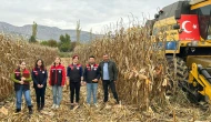 Göynücek’te Danelik Mısır Hasadı Gerçekleştirildi