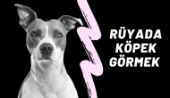 Rüyada Köpek Görmek Ne Anlama Gelir? İşte Merak Edilen Yorumlar