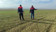 Suluova’da Buğday Çıkışı Denetlendi