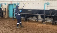 Karamağra’da İthal Hayvan Kontrolü