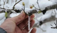 Amasya'da Zirai Don Alarmı!
