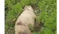 Başıboş köpekler 2 küçükbaş hayvanı telef etti