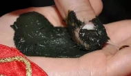 Rüyada Kına Görmek Ne Anlama Gelir? İşte Rüyaların Simgesel Diliyle Kına Yorumları