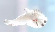 Rüyada Güvercin Görmek Ne Demek? Beyaz Güvercin Sevmek Ne Anlama Gelir?