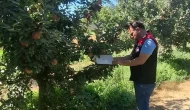 Amasya’da Meyve Bahçelerinde Zararlı Kontrolleri Devam Ediyor