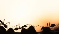 Rüyada Karınca Görmek Ne Anlama Gelir? Karınca Yuvası ve Karınca Isırması Rüya Tabirleri
