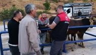Amasya’da Hayvan Pazarı Denetimleri Aralıksız Sürüyor