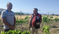 Merzifon’da Bağlarda Hasat Öncesi Kontroller Yapıldı