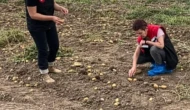 Merzifon’da Patates Siğiline Karşı Önlem