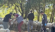 Küçükbaş Hayvanlarda Aşılama ve Küpeleme Sürüyor
