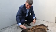 Amasya’da Sokak Hayvanları Barınağı Tamamlandı
