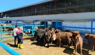 Suluova’da İthal Hayvanlara Sağlık Kontrolü ve Aşı Uygulaması
