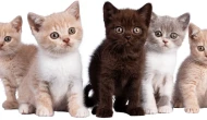 Rüyada Kedi Görmek Ne Demek? İşte Rüya Tabirleri ve Anlamları