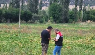 Amasya’da Şeker Pancarı Ekim Alanlarında Kontroller Sürüyor