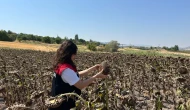 Göynücek’te Ayçiçeği Ekili Alanlarda İnceleme