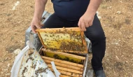 Amasya’da Arılı Kovan Destekleme Çalışmaları Başladı