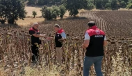 Taşova’da TAKE Projesi Kapsamında Ayçiçeği Hasar Tespit Çalışması