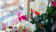 Orkide Bakımında Altın Kurallar: Çiçeğinizi Yıllarca Yaşatmanın Sırrı Ortaya Çıktı