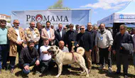 Merzifon’da Bölgesel Güç Gövde Gösterisi Yaptı