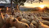 Rüyada Ahır Görmek Ne Anlama Gelir? Bereket, Emek ve Sorumluluğun Simgesi Mi?