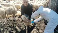 Amasya’da Hayvan Sağlığı İçin Sahada Yoğun Mesai