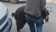 Amasya’da Firari Keçi Panik Ve Kahkaha Dolu Anlar Yaşattı