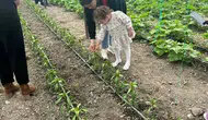 Merzifon’da Serada Uygulamalı Eğitim