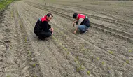 Suluova’da Şeker Pancarı Mesaisi!