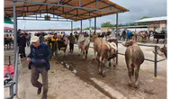 Hayvan Pazarında Bayram Umudu Devam Ediyor