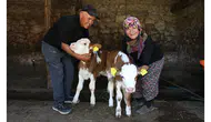 Amasya’da Renkli Hayvancılık Hikayesi