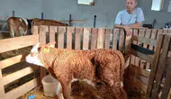 Amasya’da Genetik Kalite Artıyor