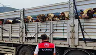 Amasya’da Hayvan Sevkleri Sorunsuz Tamamlandı