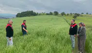 Merzifon'da Yem Bitkisi Denetimleri Sürüyor!