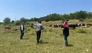 Merzifon’da Meralar Yakın Takipte!