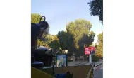 Amasya'da İlaçlama Seferberliği!