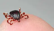 Tarlada Kene Isırdı, 10 Günlük Yaşam Mücadelesini Kaybetti