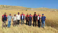 Merzifon'da Dekarda 400 Kilo Verim!