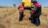 Merzifon'da Hasatta Kayıpların Önüne Geçiliyor