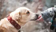 Rüyada Köpek Beslemek Ne Anlama Gelir? Rüya Tabirinde Dikkat Çeken Yorum