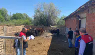 Merzifon'da Hayvancılığa Yakın Takip!