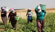 Merzifon’da Alın Terinin Bedeli Belli Oldu