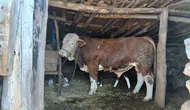 Amasya DSYB Üretim İçin 1.850 Rakımda Görev Başında