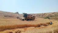 Merzifon’da Hasat Denetimi