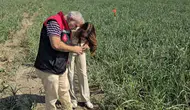 Merzifon’da Soğan Tarlaları Mercek Altında!