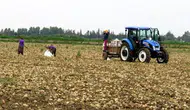 Amasya’da 1 Dönüm Tarlanın Getirisi Şaşırttı!