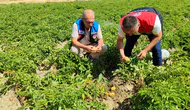 Gümüşhacıköy’de Patates Tarlalarında Bitki Sağlığı Denetimi Gerçekleştirildi