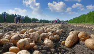 Merzifon’da Patateslere Karantina Kontrolü!