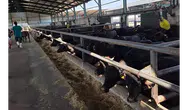 Amasya’da Manda Verimini Artıracak Proje