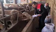 Amasya’da Hayvancılık İşletmelerinde Sıkı Sağlık Kontrolü